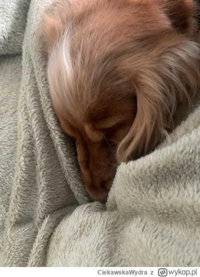 C.....a - @cytmirka: Chałka też czeka