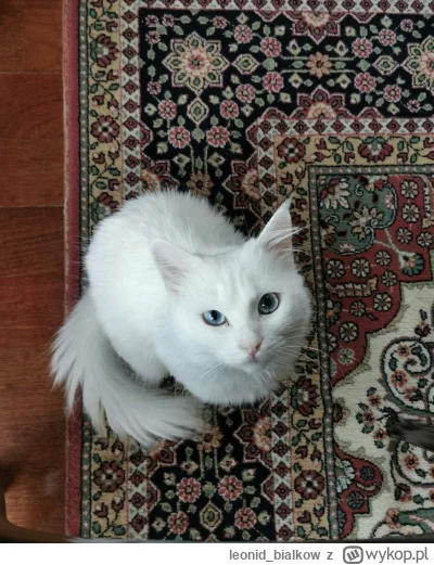 leonid_bialkow - @dywergent: cze dla cb jeżyk