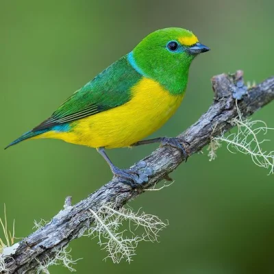 Lifelike - Tęczanka modrogrzbieta (Chlorophonia cyanea)
Autor
#photoexplorer #fotogra...