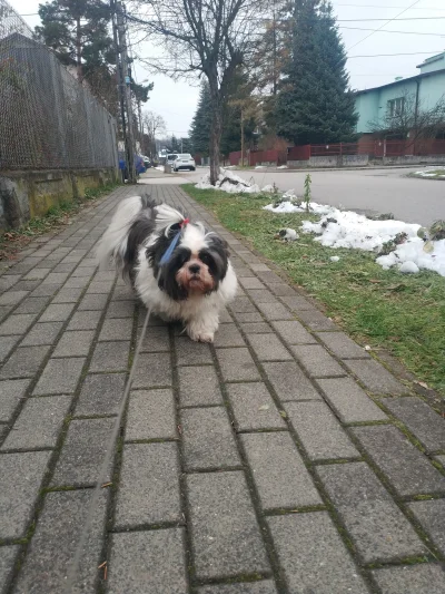 HorrorystycznyDemonPagona - Najlepsza część dnia to spacer z Pimpkiem. 乁(♥ ʖ̯♥)ㄏ Nie ...