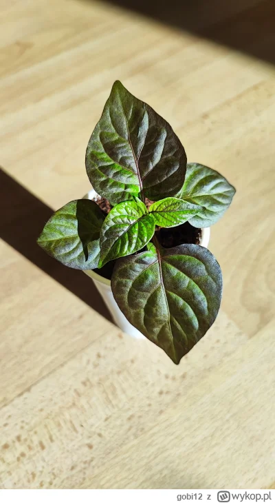 gobi12 - Mystic Nebula (C. chinense) od FataliiSeeds. 
Trochę majowego słońca i sadzo...