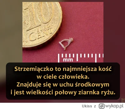 Ukiss - To malutka kość w uchu środkowym, która przenosi drgania dźwięku do ucha wewn...