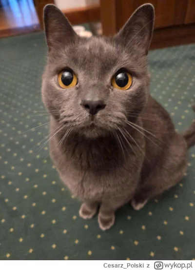 Cesarz_Polski - #kotekwrocek #wroclaw