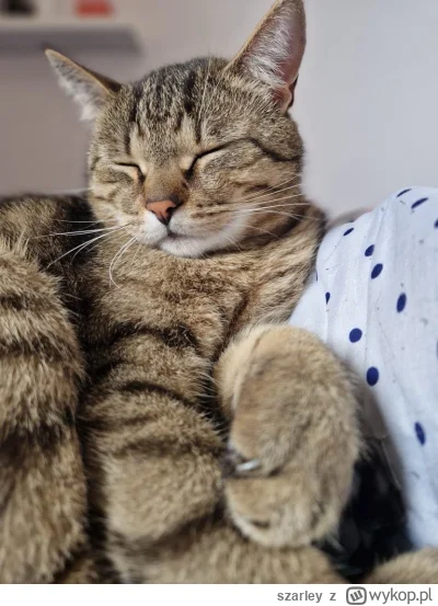 szarley - Leon śpiący #kot #koty #pokazkota