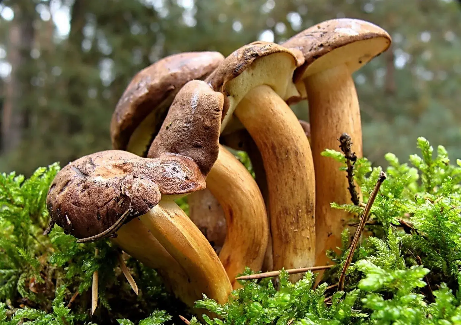 Barte_q - Jak tam grzyby w Polsce? byłem ostatnio na grzybach w Niemczech, moja pewna...