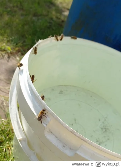 ewataewa - #pszczelarstwo #ogrodnictwo #przyroda
Pszczoły to mądrale niesamowite. 
St...