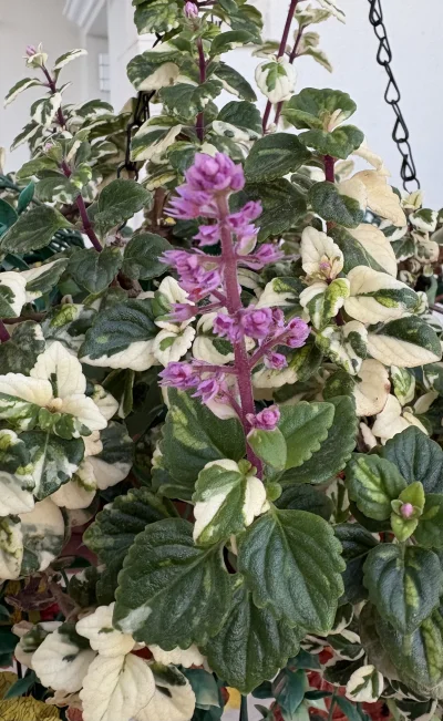 asdfghjkl - Plectranthus coleoides kwitnie dla jego. Roślina pochodząca z Indii i Sri...