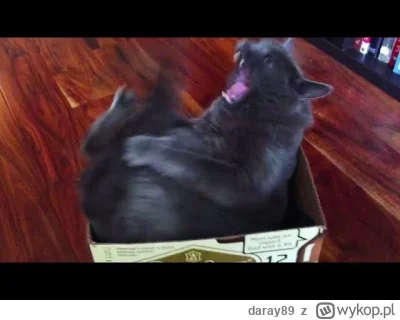 daray89 - #codziennykotopetany #dziwnekotki