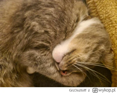 Grz3sztoff - Sobotni Czarek
#koty #koteczkizprzypadku #kot