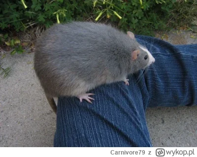 Carnivore79 - @jmateuszj: Taki będzie wkrótce.