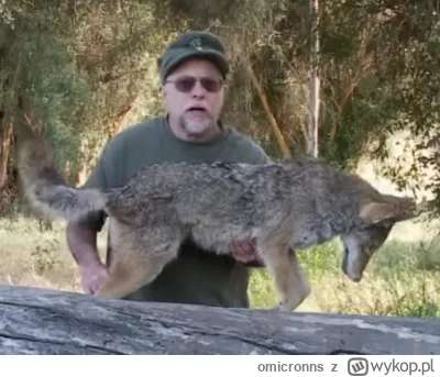 omicronns - #sebcel 

You probably thought this topwolfofficial was alive.

NOPE, he'...