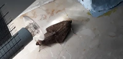 JatuArmy - Top 10 szczepień
Nr 1.: Ćmy złączone dupami na moim parapecie