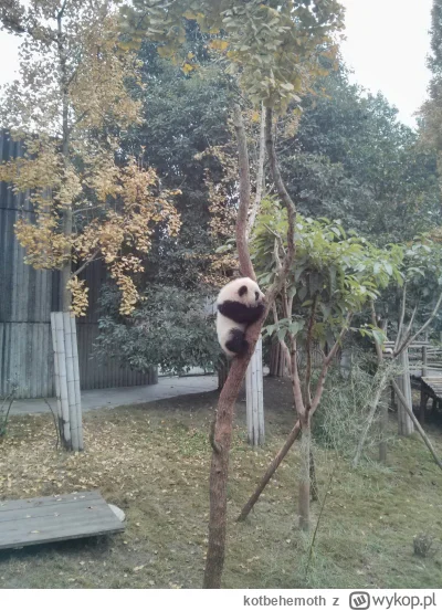 kotbehemoth - @wfyokyga pandy są słodkie, polecam Chengdu w Chinach