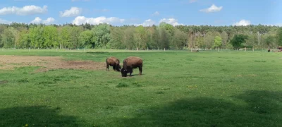 KladzSie - @KladzSie: bizony