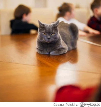 Cesarz_Polski - #kotekwrocek #wroclaw