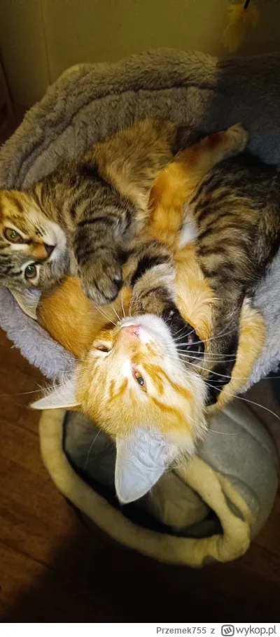 Przemek755 - #timonfanclub