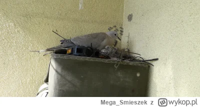 Mega_Smieszek - LOL już się jedno wykluło xD

#ornitologia #ptaki #zwierzaczki