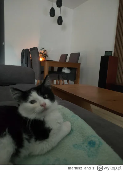 mariusz_and - Witam przedstawiam Wam Stefana, trafił do nas przedwczoraj ze schronisk...