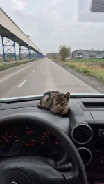 Knaga_powrot - Znalazłem dziś na drodze
Nie wiem co z nim zrobić 
 #pokazkota #pracba...