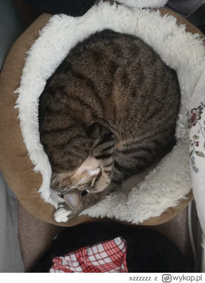 szzzzzz - paczta jaka krewetka
#alboialba #koty
