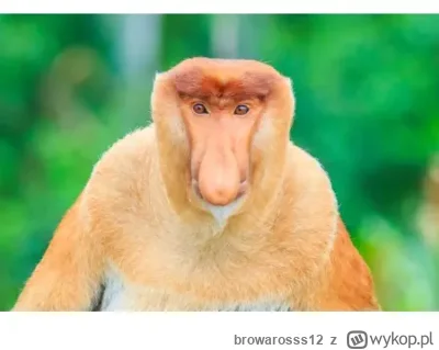 browarosss12 - @jqdro: To jest ten słynny nosacz?