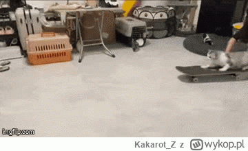 Kakarot_Z - #koty #kitku Łomot z dowozem raz