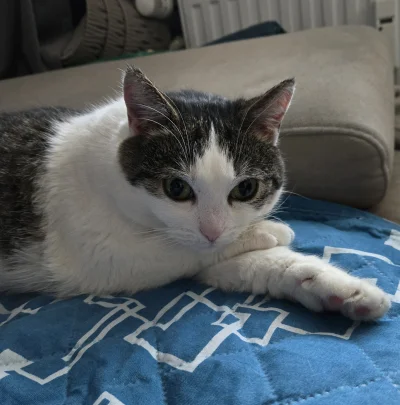 Solsith - #pokazkota #spaslak drzemka po obiadku(｡◕‿‿◕｡)