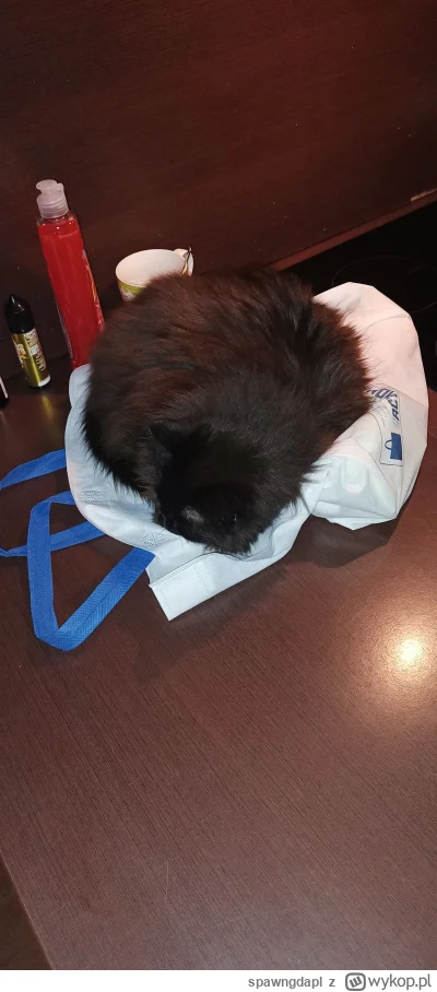 spawngdapl - #pokazkota no nie idzie siatki zostawić spokojnie
Ale babcia (17lat) spo...