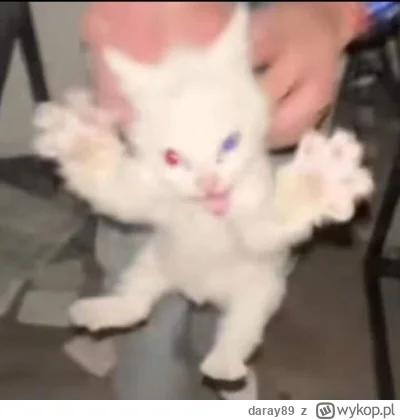 daray89 - #codziennykotopetany #dziwnekotki