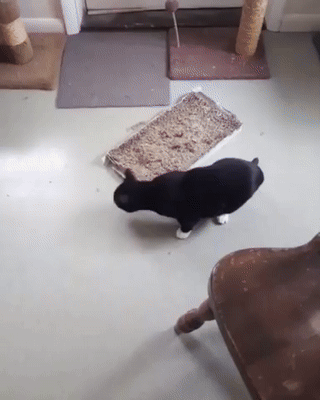 Arvin - xD
#koty #smiesznekotki