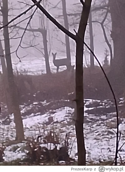 PrezesKarp - Wyszedłem zajarać, czuję, że ktoś mnie obserwuje... Mój boże to Sarnuch
...