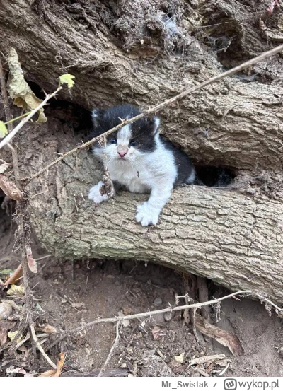 Mr_Swistak - A w takim miejscu został znaleziony (╥﹏╥)