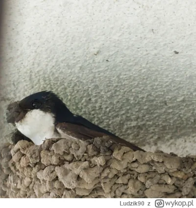 Ludzik90 - Zobacz jaki ma ryjek (｡◕‿‿◕｡)