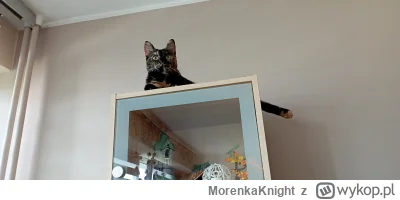 MorenkaKnight - Grzaneta Jaworowicz
#pokazkota