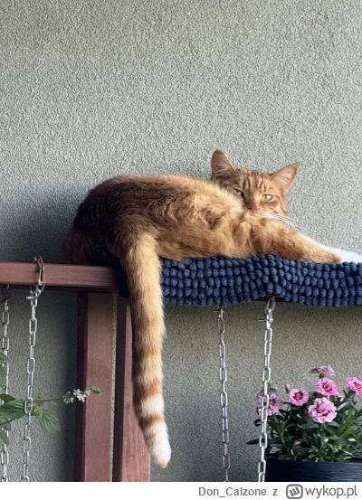 Don_Calzone - #pokazkota