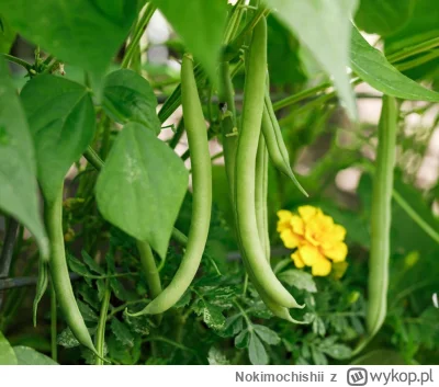 Nokimochishii - Wyciekły zdjęcia Rolanda do Karoliny

#rolnikszukazony