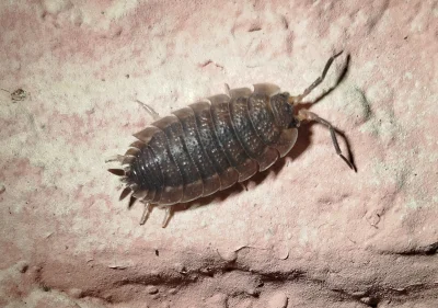 Manaka - Patrzcie jaki Prosionek szorstki! 

#fotografia #zwierzeta