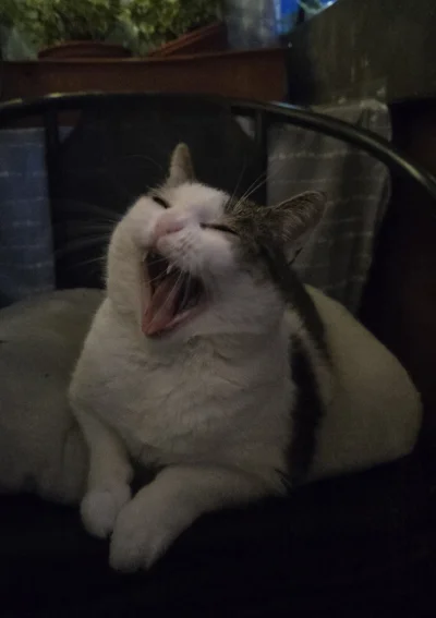 Solsith - #pokazkota #spaslak jakie do chałupy, dawaj pasztet. I słonko oddajヽ(☼ᨓ☼)ﾉ