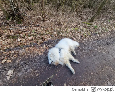 Cernold - #psy
#heheszki 

Pies się zepsuł co mam robić?