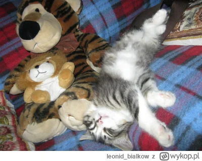 leonid_bialkow - @wfyokyga: cze dla ciebie