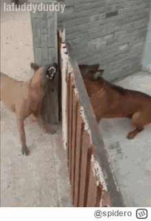 spidero - #cloutmma ZAŁĘCKI