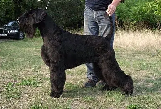 Solid_Lad93 - @GF91 Prawdopodobnie zjadł coś dziwnego i to dziwne bo mam 2 psy i 2 ko...