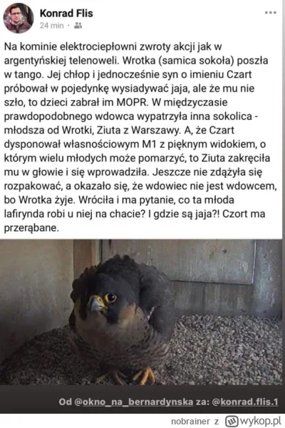 nobrainer - #ornitologia #heheszki #p0lka #logikarozowychpaskow #logikaniebieskichpas...