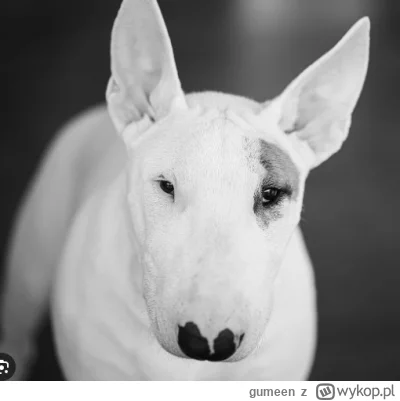 gumeen - Takiego wczoraj minąłem bez smyczy, jadąc rowerem. Już się rozpędzał, ale ła...