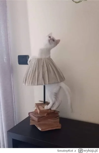 SmutnyKot - #dziwnekotki