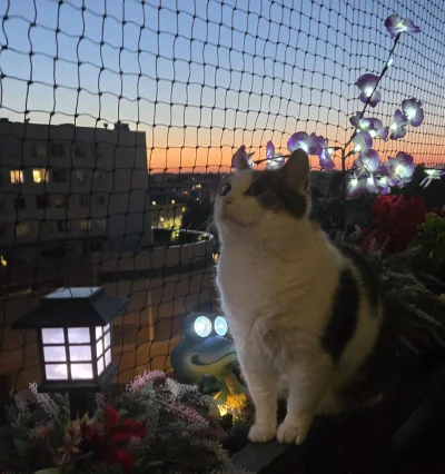 Solsith - #pokazkota #spaslak polowanie na robale cd...(ꖘ‸ꖘ)