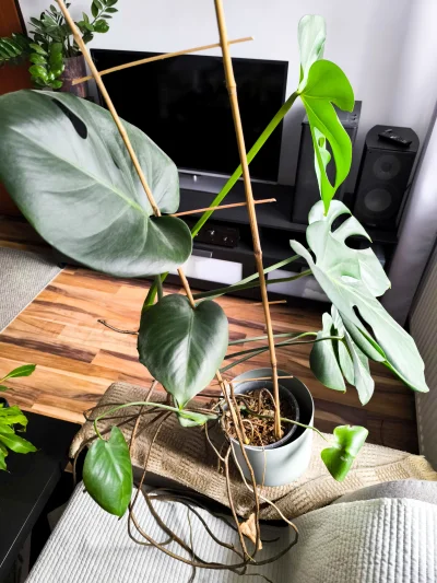 potatowitheyes - @galas771 
Hej, pięknego olbrzyma wyhodowałeś.
Mam u siebie w "piwni...