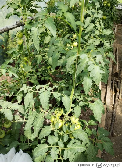 Qullion - Wejdę, wyjdę, wejdę, całą chałupę sobie obejdę i na drzewo wejdę.
#ogrodnic...