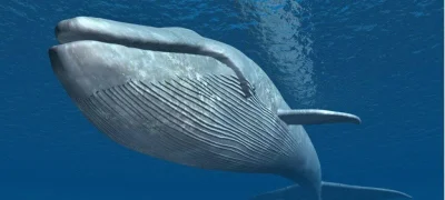 nonOfUsAreFree - Płetwal błękitny to największy ze ssaków. Jego rozmiary trudno pojąć...