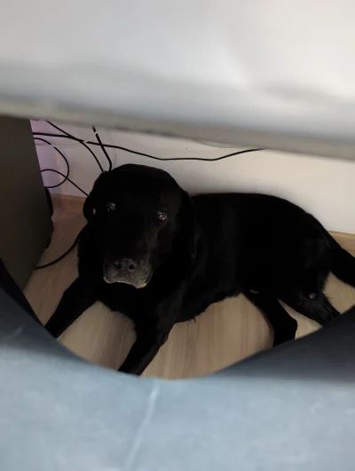 Fikster - Pomocy chyba pod stołem leży pies. Nie mogę oddychać i się ruszać. Dzwońcie...